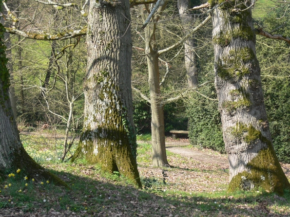 Bois des Moutiers (104) mars 2012